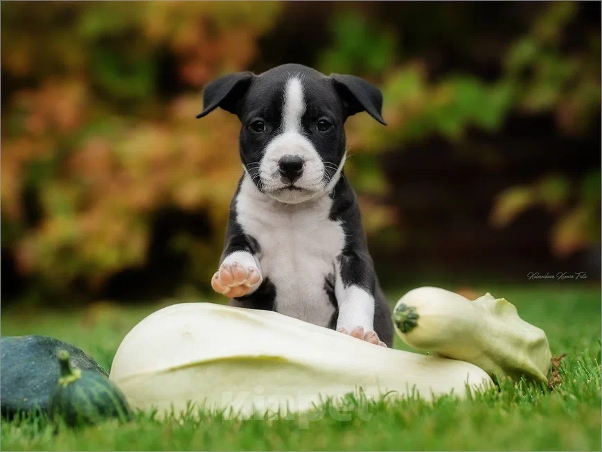 Собаки в Самаре: Породные щенки АСТ из питомника Девочка, 30 000 руб. - фото 2