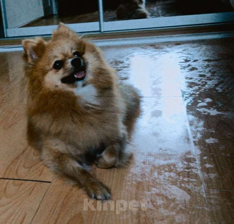 Собаки в Усолье-Сибирском: Немецкий шпиц Девочка, Бесплатно - фото 2