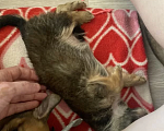 Собаки в Химках: Маленький щенок в добрые руки  Мальчик, 100 руб. - фото 2