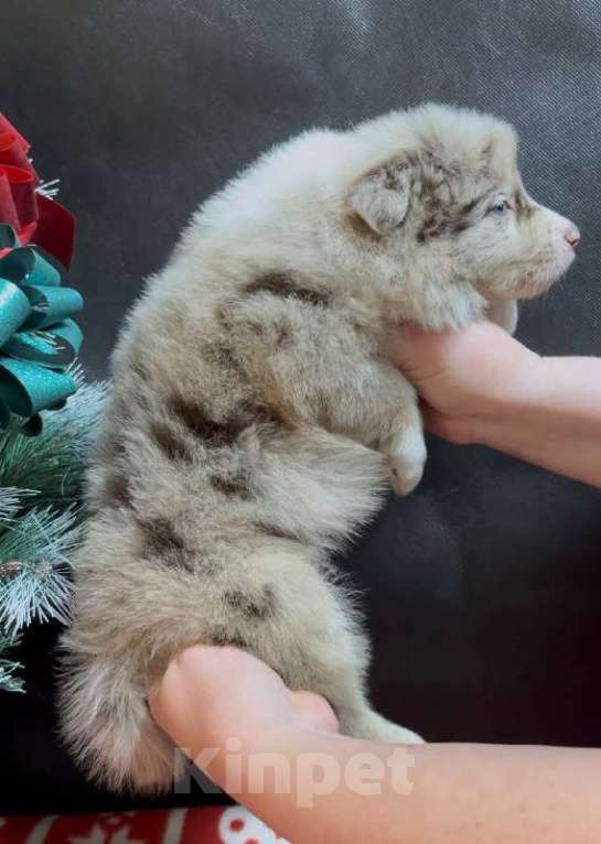 Собаки в других городах Московской области: Бордер колли шоколадно-мраморный мальчик Мальчик, 90 000 руб. - фото 8