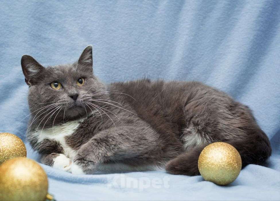 Кошки в Москве: Даже на породистых кошечек откликов нет 💔 Почему же Экиму не замечают? Девочка, Бесплатно - фото 3