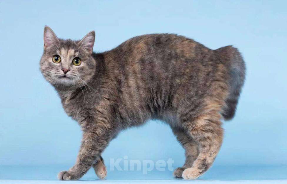 Кошки в Москве: Кошечка Руна ищет доброе сердце. Девочка, Бесплатно - фото 2