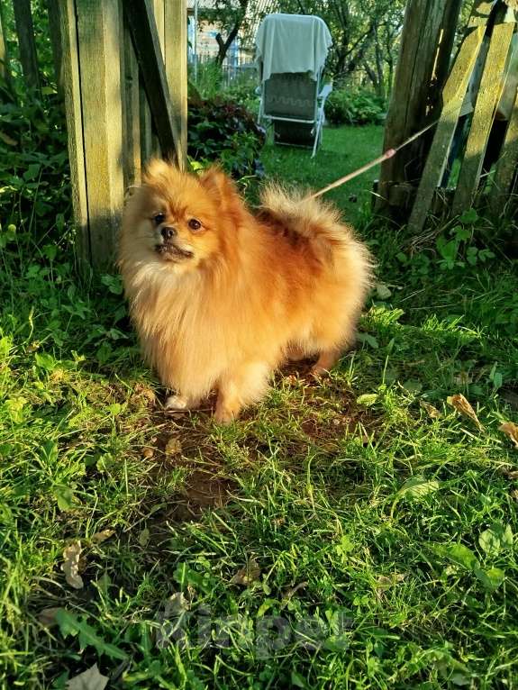 Собаки в Москве: Немецкий малый шпиц щенок  Мальчик, 20 000 руб. - фото 3