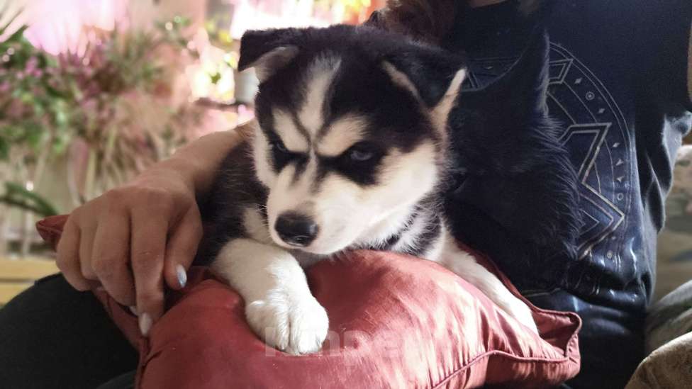 Собаки в Воронеже: Феона Северная мечта Девочка, 9 500 руб. - фото 5