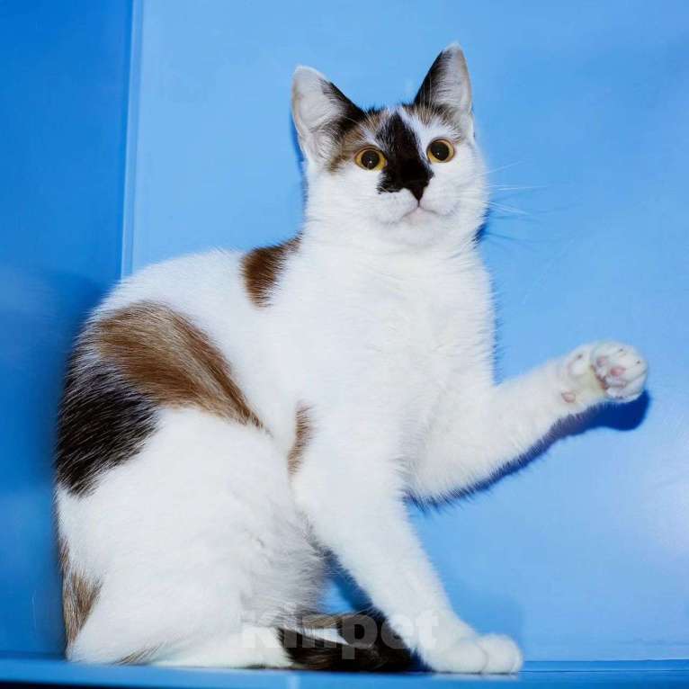 Кошки в Москве: Кошечка с особенным окрасом Девочка, Бесплатно - фото 2