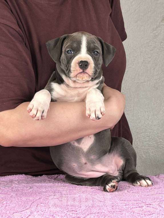 Собаки в Москве: Шикарная девочка амстаффа Девочка, 110 000 руб. - фото 3