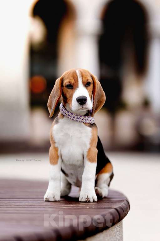 Собаки в других городах Московской области: Бигль, кобель 4 мес., РКФ Мальчик, Бесплатно - фото 1