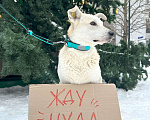 Собаки в Москве: Снежа. Спасена и теперь ищет дом Девочка, Бесплатно - фото 7