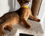 Кошки в Воронеже: Абиссинская клубная девочка Девочка, 60 000 руб. - фото 2