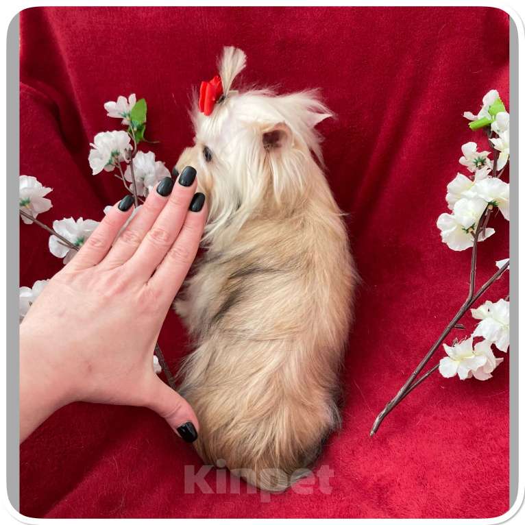 Собаки в Москве: Мини йорк девочка золотая подрощенная Девочка, 80 000 руб. - фото 10