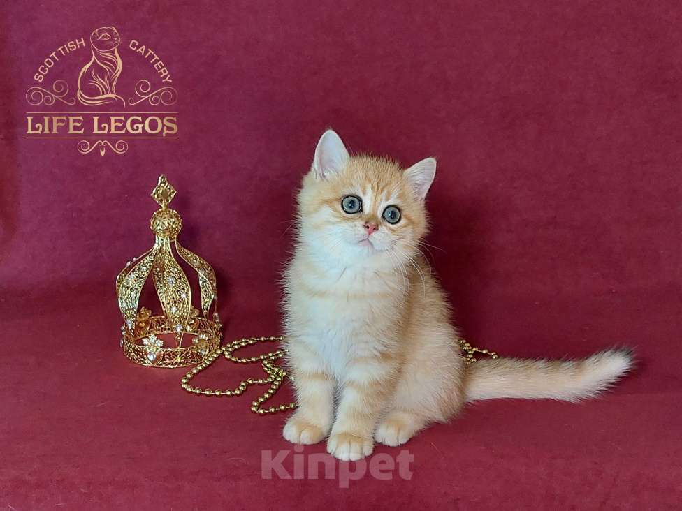Кошки в Москве: Шотландский котёнок золотая шиншилла Мальчик, Бесплатно - фото 4