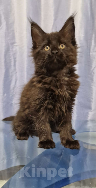 Кошки в Ижевске: Котята мейн-кун Девочка, 50 000 руб. - фото 3