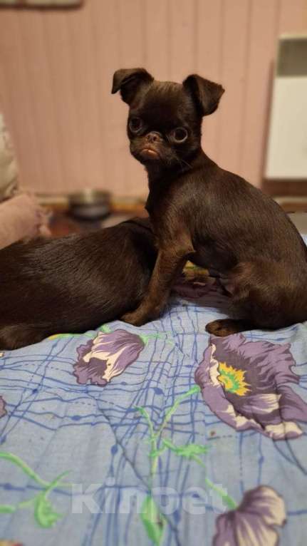 Собаки в Москве: Щенок пти брабансон мальчик Мальчик, 130 000 руб. - фото 9