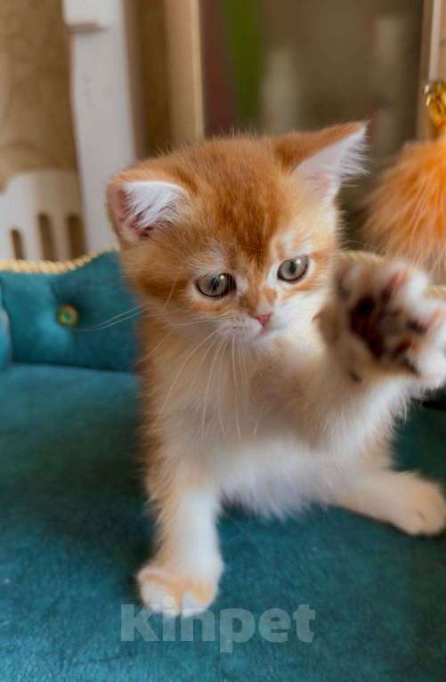 Кошки в Москве: Кумир Мальчик, 80 000 руб. - фото 4