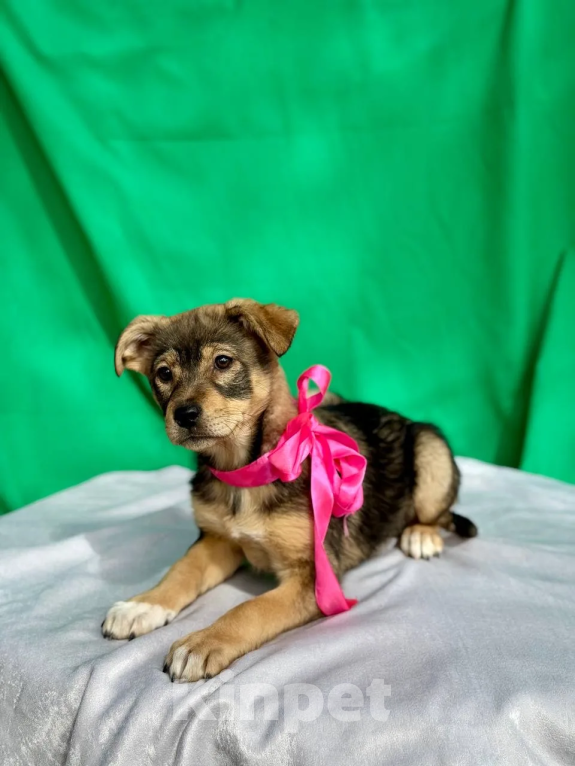 Собаки в других городах Краснодарского края: ищу дом Девочка, 10 руб. - фото 2