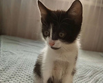 Кошки в Волгограде: Котёнок мальчик Мальчик, Бесплатно - фото 3