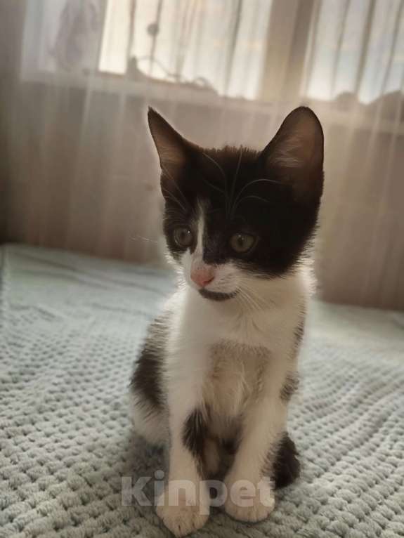 Кошки в Волгограде: Котёнок мальчик Мальчик, Бесплатно - фото 3