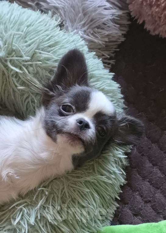 Собаки в Москве: Жизнь слишком коротка, чтобы прожить её без собаки Мальчик, 40 000 руб. - фото 3