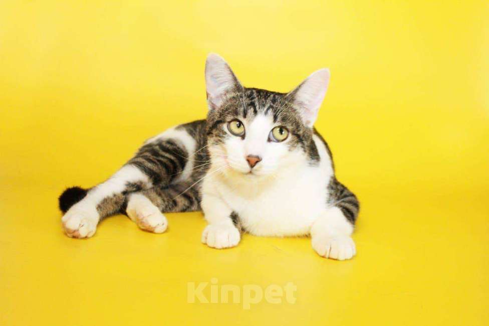 Кошки в Москве: котенок Митя ищет дом Мальчик, Бесплатно - фото 5