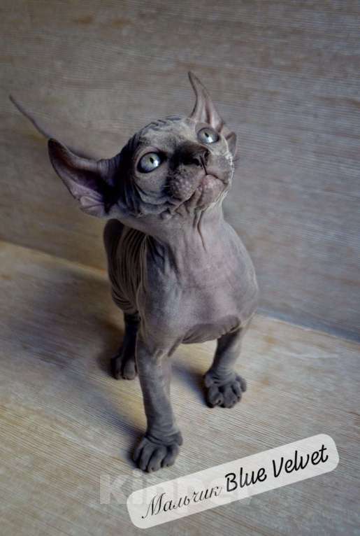 Кошки в Краснодаре: Котёнок Сфинкс Эльф Мальчик, Бесплатно - фото 1