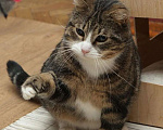 Кошки в Санкт-Петербурге: Добродушный, кругленький, мягонький котик Мальчик, Бесплатно - фото 2