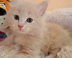 Кошки в Калуге: Котята породы Курильский бобтейл Мальчик, 40 000 руб. - фото 1