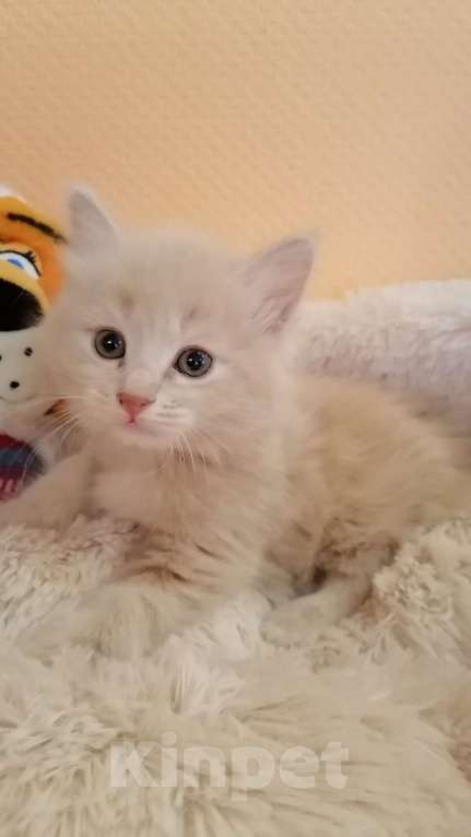 Кошки в Калуге: Котята породы Курильский бобтейл Мальчик, 40 000 руб. - фото 1