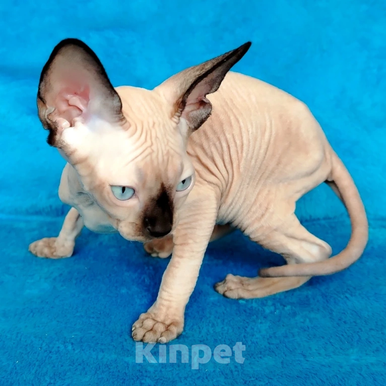 Кошки в Королеве: Очаровательная пойнтовая кошечка из питомника Девочка, 60 000 руб. - фото 1