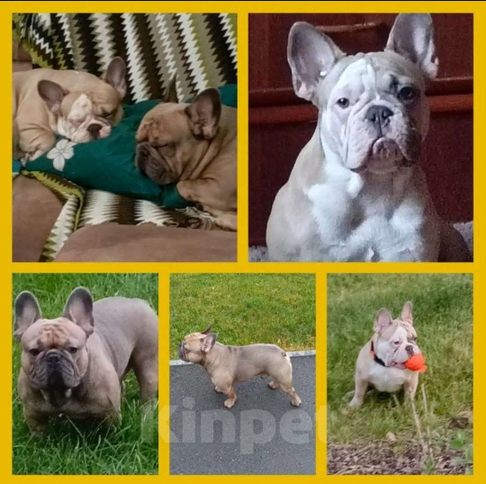 Собаки в Москве: Французский бульдог Мальчик, Бесплатно - фото 1