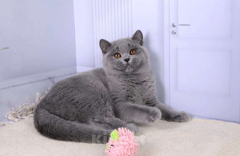 Кошки в Санкт-Петербурге: Британская кошечка классического голубого окраса Девочка, 5 000 руб. - фото 4