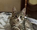 Кошки в Санкт-Петербурге: Котенок полосатый табби Мальчик, Бесплатно - фото 5
