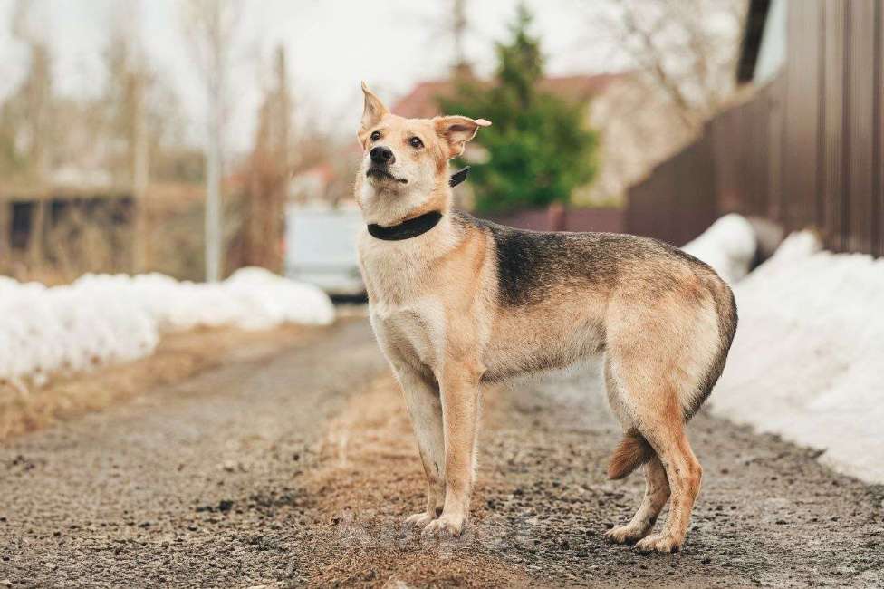 Собаки в Лосином-Петровском: Дакота валентинка в добрые руки Девочка, Бесплатно - фото 10