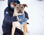 Собаки в Москве: Пёс-радость и позитив, компаньон для семьи и детей Мальчик, Бесплатно - фото 9