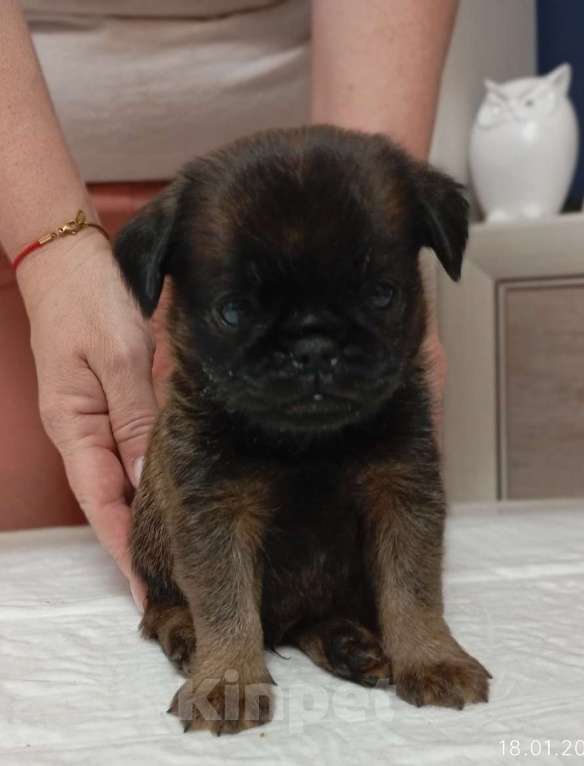 Собаки в Санкт-Петербурге: пти брабансон Мальчик, 40 000 руб. - фото 1