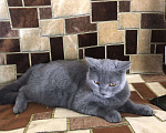 Кошки в Мураше: Кот на вязку, 1 000 руб. - фото 2