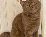 Кошки в Москве: Британский котик Мальчик, 75 000 руб. - фото 3