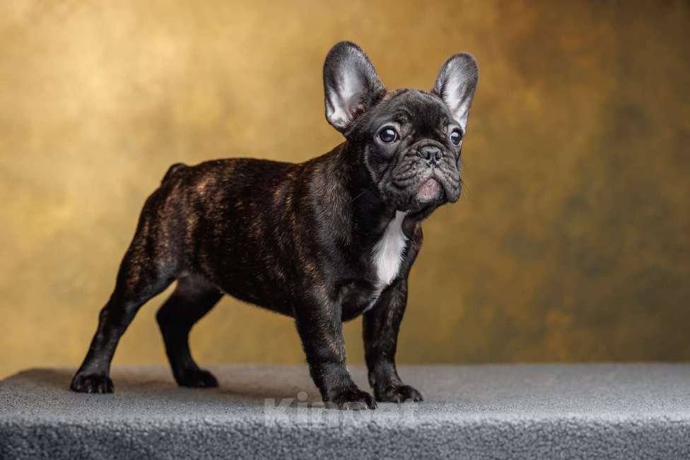 Собаки в Санкт-Петербурге: Щенок французского бульдога Девочка, Бесплатно - фото 1