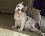 Собаки в Новосибирске: Микро девочка американский булли Девочка, 130 000 руб. - фото 2