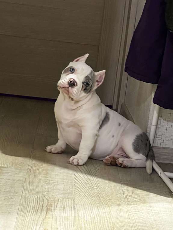 Собаки в Новосибирске: Микро девочка американский булли Девочка, 130 000 руб. - фото 2