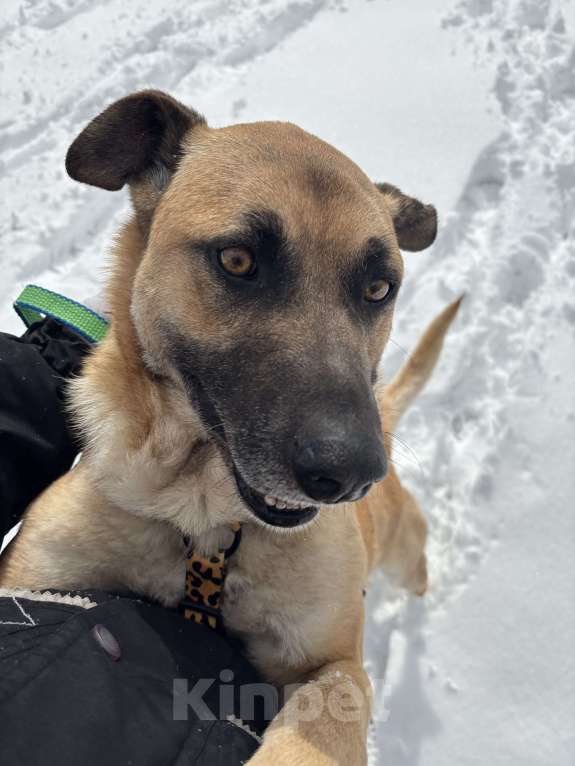 Собаки в Москве: Собака из приюта очень хочет домой. Мальчик, Бесплатно - фото 4