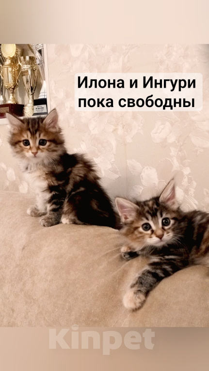 Кошки в Волгограде: Продается кошечка черепашка Девочка, 30 000 руб. - фото 3