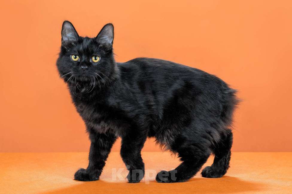 Кошки в Омске: кошечка курильского бобтейла Девочка, 30 000 руб. - фото 5