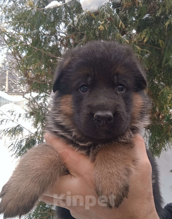 Собаки в Санкт-Петербурге: Шикарные щенки немецкой овчарки Девочка, 50 000 руб. - фото 2