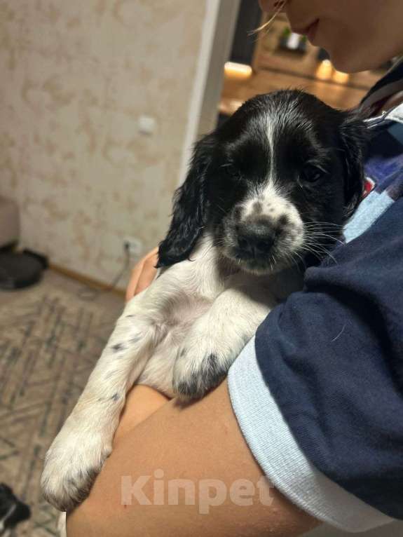 Собаки в других городах Московской области: Щенки русского охотничьего спаниеля. Девочка, 15 000 руб. - фото 6