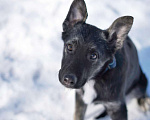 Собаки в Москве: Ребенок Айрон ищет семью, 4.5 мес Мальчик, Бесплатно - фото 3