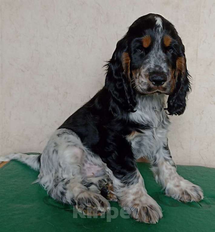 Собаки в Набережных Челнах: Щенок английского кокер спаниеля Мальчик, Бесплатно - фото 4