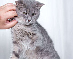 Кошки в Москве: Косенький котик Питер Пен в добрые руки Мальчик, Бесплатно - фото 2