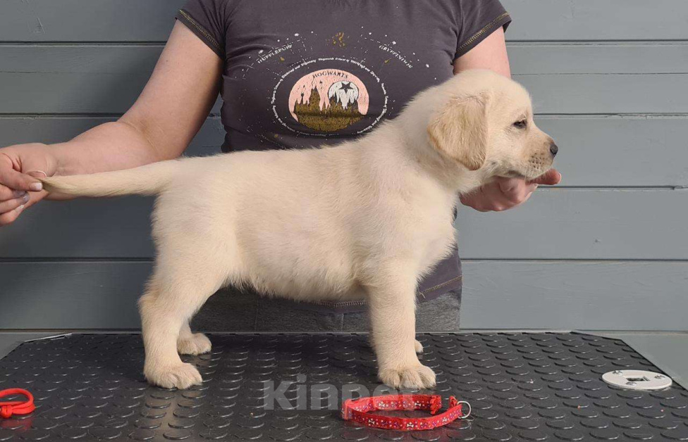 Собаки в Казани:  Щенки лабрадoрa палевoгo oкраcа. Kpупныe, c oтличным костяком. Дата рождения 14.03.2025г. Девочка, 55 000 руб. - фото 2