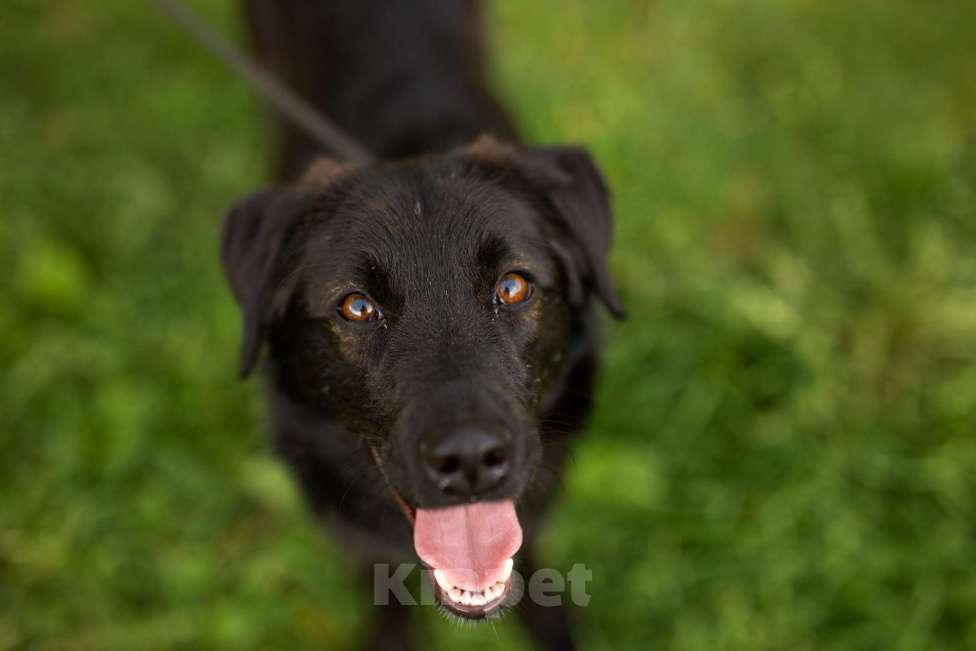 Собаки в Москве: Найт Мальчик, Бесплатно - фото 7