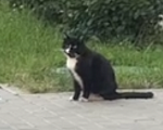 Кошки в Санкт-Петербурге: Котик/кошка ищет хозяев Девочка, Бесплатно - фото 1